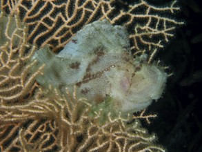 A camouflaged rocking fish (Taenianotus triacanthus) rests between richly branching corals, giant