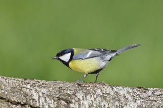 Great tit (Parus major) sitting on a birch trunk, Animals, Birds, Wilnsdorf, North