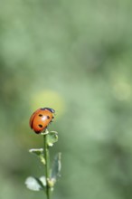 Seven-spot ladybird (Coccinella septempunctata), on the top of a plant, bokeh in the background,