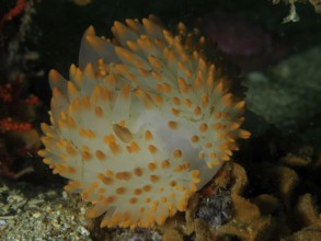 White nudibranch with orange dots, gas flame nudibranch (Bonisa nakaza), on a coral reef in the