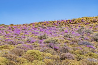 Wild thyme bushes blooming, Kourtaliótiko gorge, Rethymno, Crete, Greek Islands, Greece, Europe