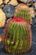 2016, Guatiza, Lanzarote, Jardin de Cactus by Cesar Manrique, ESP, Spain, Canary Islands, Canary