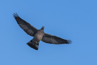 Common Wood Pigeon, Columba palumbus, bird in fly on blue sky