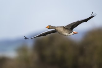 Greylag Goose, Anser anser, bird in flight over winter marshes