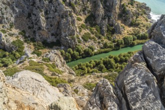 Phoenix theophrasti palms and the river Megalopotamos in the gorge of Preveli, Crete, Greece,