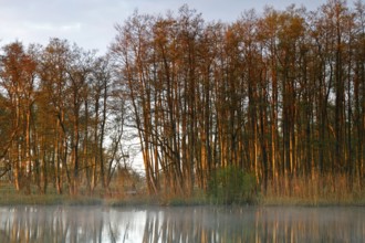 Alder quarry forest in the morning on the Peene with reflection of the trees in the water,