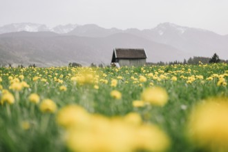 Dandelion in the Allgäu in front of the Alps and their beautiful mountains in Bavaria, Germany,