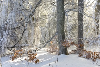 Even the tree trunks are all decorated with hoarfrost, snowy winter landscape on the Auersberg,