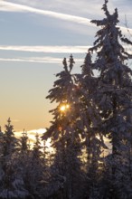 The last evening sun falls through the winter forest enchanted with hoarfrost and snow on the