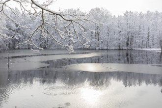 Winter at the Merzteich pond in Friedewald near Niederau, Moritzburg pond area, Saxony, Germany,