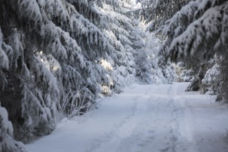 Path through the snowy winter forest on the Auersberg, Erzgebirge, Eibenstock, Saxony, Germany,