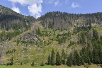 Forest dieback in the Alps, caused by a bark beetle plague, the mountain forest is massively