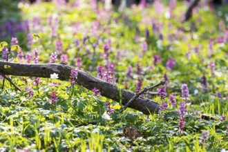 Larkspur (Corydalis) in bloom, forest floor in spring, Saxony, Germany, Europe