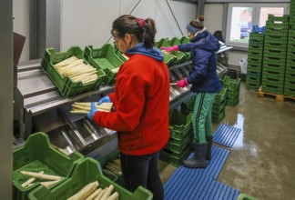 Wesel, North Rhine-Westphalia, Germany, harvest workers from Eastern Europe wash and sort the