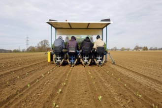 Welver, Soest district, Sauerland, North Rhine-Westphalia, Germany - Vegetable cultivation, field