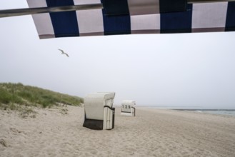 Graal-Müritz, Mecklenburg-Western Pomerania, Germany, Beach chairs in the fog on the sandy beach of