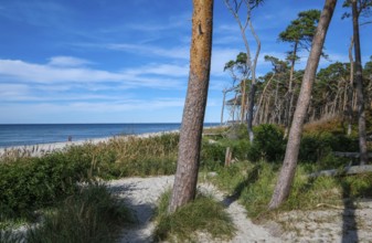 Born am Darß, Fischland-Darß-Zingst, Mecklenburg-Vorpommern, Germany, Pine forest in the dunes on