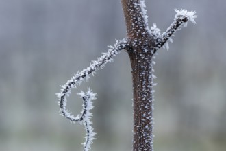 Minimalist-looking, icy branch of a grapevine in front of a wintry background, Reif, Rems Valley,