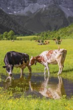 Holstein Friesian cattle stand in a puddle in a green meadow. A reflection of the cows and the