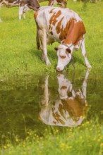 Holstein Friesian cattle stand on a green meadow at a puddle and drink. A reflection of the cows