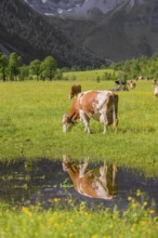 Holstein Friesian cattle stand on a green meadow next to a puddle. A reflection of the cows and the