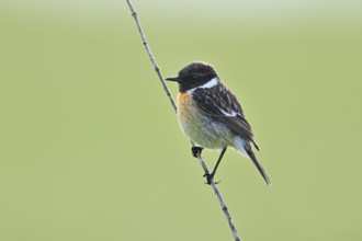 Stonechat (Saxicola rubicola), male sitting on a branch, Lake Neusiedl National Park, Seewinkel,