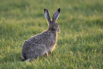 European hare (Lepus europaeus), sitting in meadow, Lake Neusiedl National Park, Seewinkel,