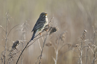 Corn bunting (Emberiza calandra, Miliaria calandra), sitting on a branch, Lake Neusiedl National