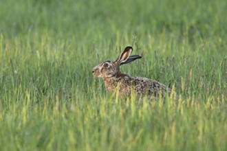 European hare (Lepus europaeus), standing in meadow, Lake Neusiedl National Park, Seewinkel,