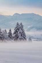 Deep snowy winter morning mood near Halblech in the foothills of the Alps in the Allgäu with the