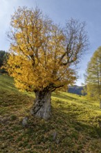 A large, old sycamore maple (Acer pseudoplatanus) with yellow autumn leaves in a meadow under a