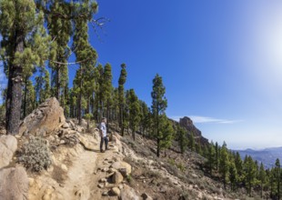 Hikers in the pine forest on the way to Pico de las Nieves, Gran Canaria, Canary Islands, Spain,