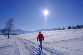 Hikers in winter near Sindelsdorf in the Benediktbeurer Moor, Tölzer Land, Upper Bavaria, Bavaria,