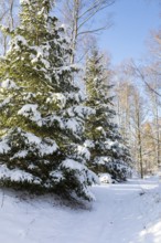 Snow-covered conifers in a winter forest, spoil heap from the former Deutschlandschacht in Oelsnitz