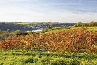 Autumn foliage colouring of the grapevine (Vitis vinifera), Goldkuppe vineyard with view of the