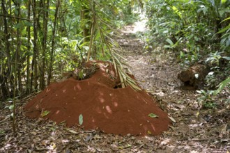 Termite mound on a hiking trail in the rainforest, Corcovado National Park, Osa Peninsula,