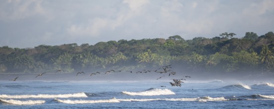 Coastal landscape, sea and sandy beach with rainforest, Corcovado National Park, Osa Peninsula,