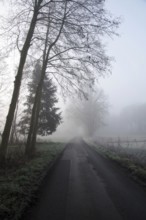 Landscape, road, tree, fog, in the morning, loneliness, winter, Germany, foggy mood in the