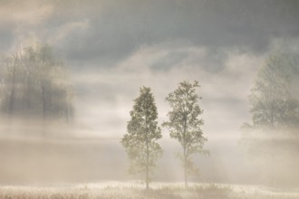 Birches (Betula) in the early morning mist, Birch family (Betulaceae), Irndorfer Hardt, Upper