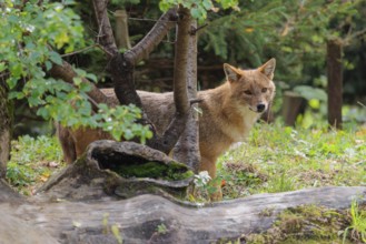 A golden jackal (Canis aureus) stands behind a rotting tree lying on the ground between bushes and