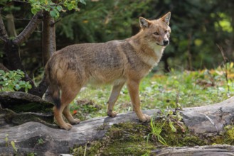 A golden jackal (Canis aureus) stands on a rotting tree lying on the ground between bushes and