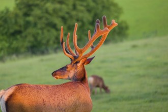 Portrait of an Altai maral stag, Altai wapiti or Altai elk (Cervus canadensis sibiricus) in the