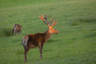 An Altai maral stag and a hind Altai wapiti or Altai elk (Cervus canadensis sibiricus) stand in a