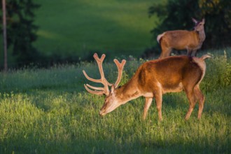 An Altai maral stag, Altai wapiti or Altai elk (Cervus canadensis sibiricus) stands in a meadow in