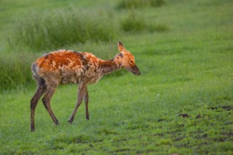 An Altai maral calf Altai wapiti or Altai elk (Cervus canadensis sibiricus) stands in a meadow in