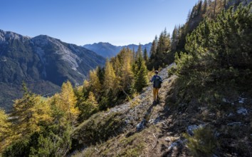 Mountaineer on a hiking trail through autumnal mountain forest, yellow-coloured larches, ascent to