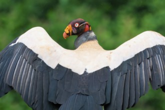 King vulture (Sarcoramphus papa) drying its wings, portrait, Costa Rica, Central America