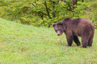 A young male Eurasian brown bear (Ursus arctos arctos) walks across a meadow along autumnal colored