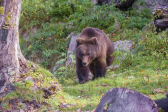 An adult female brown bear (Ursus arctos arctos) walks down a hill between rocks and rotten logs