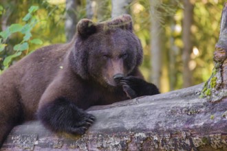 A young male Eurasian brown bear (Ursus arctos arctos) rests on a rotting log lying on the ground